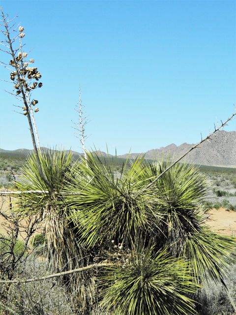 Yucca elata (Soaptree yucca) #86789