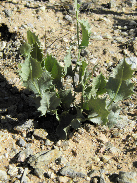 Acourtia nana (Dwarf desertpeony) #86790