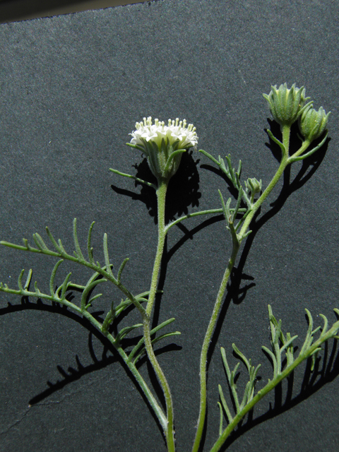 Chaenactis stevioides (Steve's dustymaiden) #86805