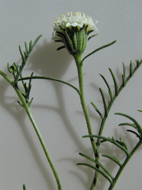 Chaenactis stevioides (Steve's dustymaiden) #86808