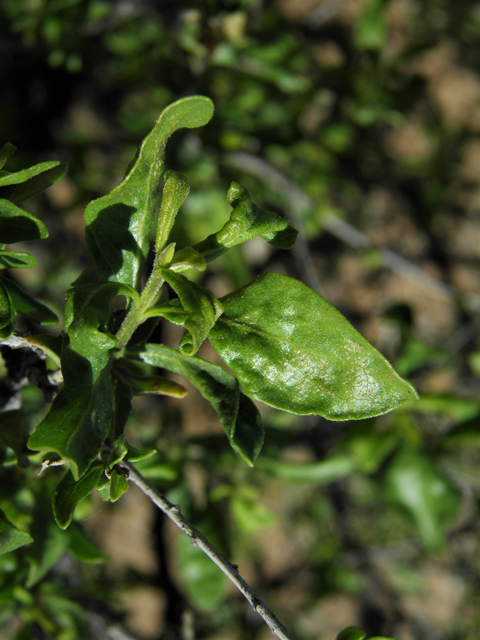 Flourensia cernua (American tarwort) #86811