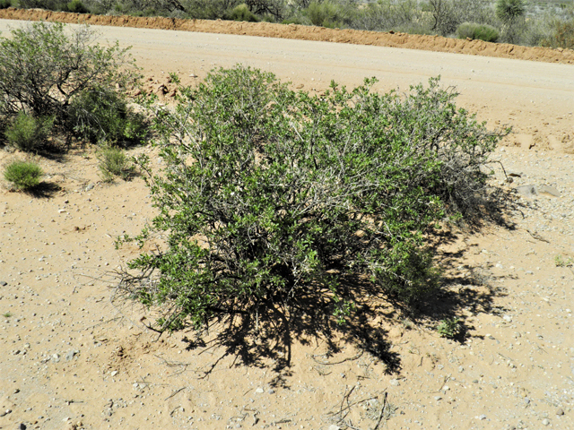 Flourensia cernua (American tarwort) #86812