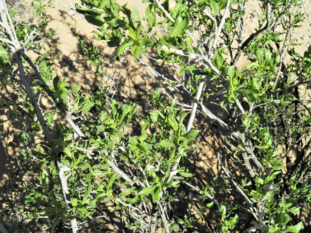 Flourensia cernua (American tarwort) #86813