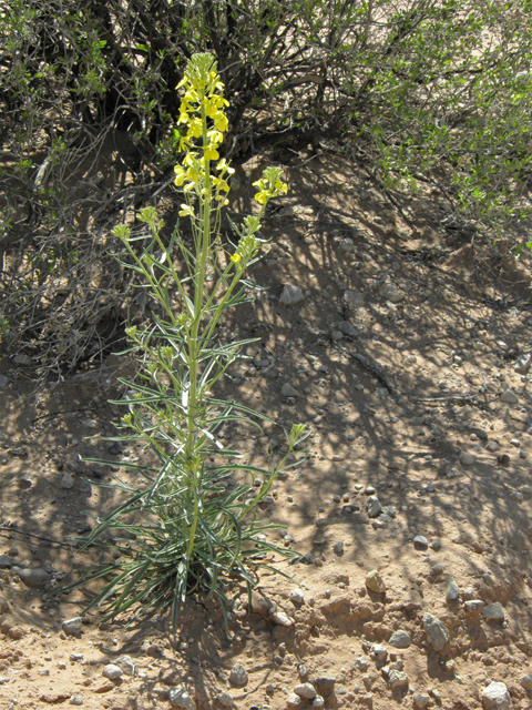 Erysimum capitatum (Sand-dune wallflower) #86879