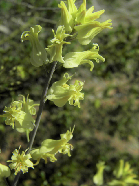 Streptanthus carinatus ssp. arizonicus (Arizona jewelflower) #86894