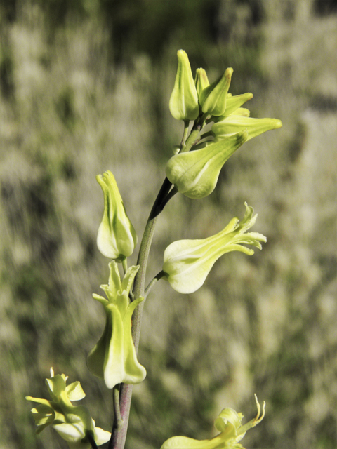 Streptanthus carinatus ssp. arizonicus (Arizona jewelflower) #86895