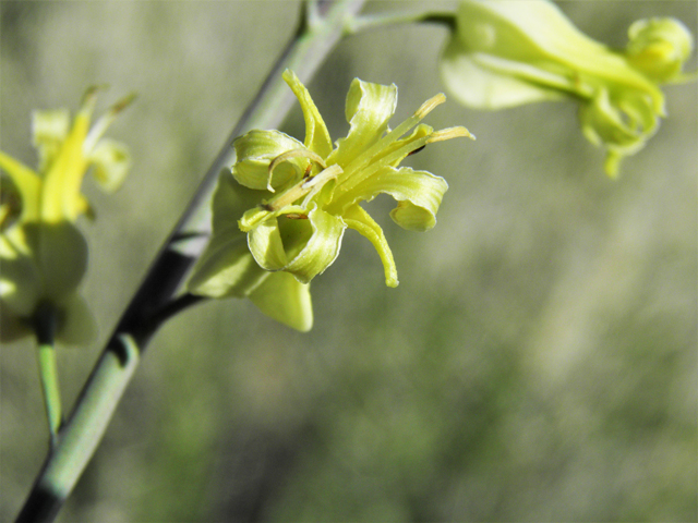 Streptanthus carinatus ssp. arizonicus (Arizona jewelflower) #86897