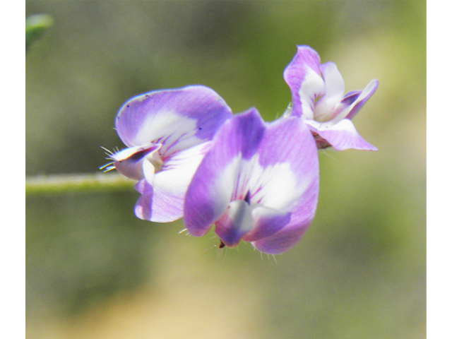 Astragalus nuttallianus var. macilentus (Turkeypeas) #86923