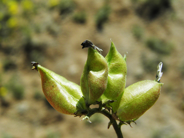 Astragalus tephrodes var. tephrodes (Ashen milkvetch) #86925