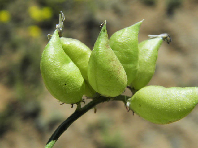 Astragalus tephrodes var. tephrodes (Ashen milkvetch) #86926