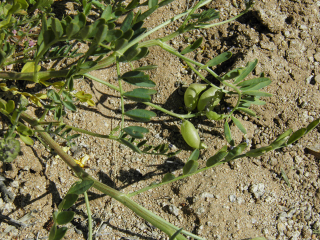 Astragalus tephrodes var. tephrodes (Ashen milkvetch) #86927