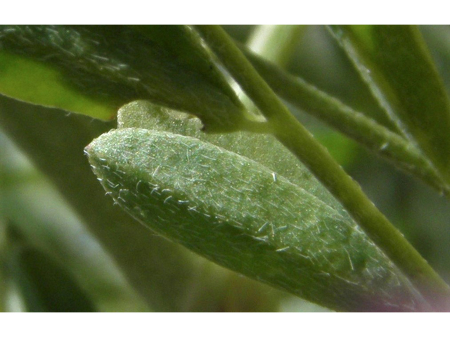 Astragalus tephrodes var. tephrodes (Ashen milkvetch) #86928