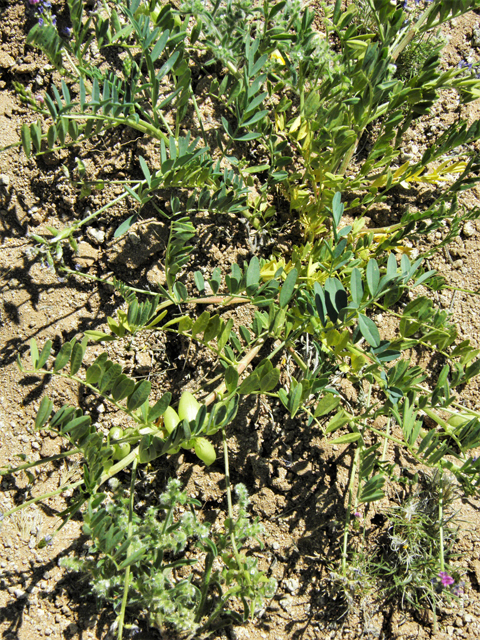 Astragalus tephrodes var. tephrodes (Ashen milkvetch) #86932
