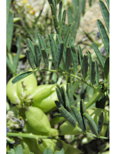Astragalus tephrodes var. tephrodes (Ashen milkvetch) #86933
