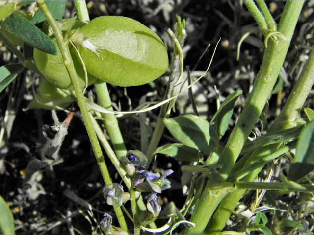 Astragalus tephrodes var. tephrodes (Ashen milkvetch) #86934