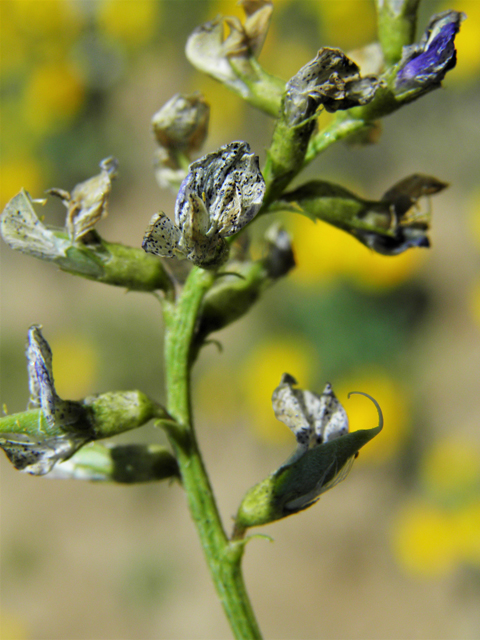 Astragalus tephrodes var. tephrodes (Ashen milkvetch) #86937