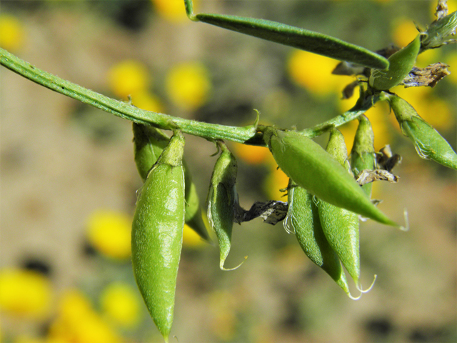 Astragalus tephrodes var. tephrodes (Ashen milkvetch) #86938