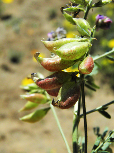 Astragalus tephrodes var. tephrodes (Ashen milkvetch) #86941
