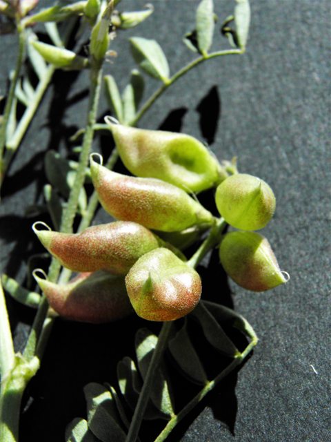 Astragalus tephrodes var. tephrodes (Ashen milkvetch) #86944