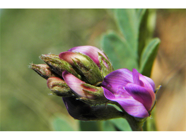 Astragalus tephrodes var. tephrodes (Ashen milkvetch) #86945