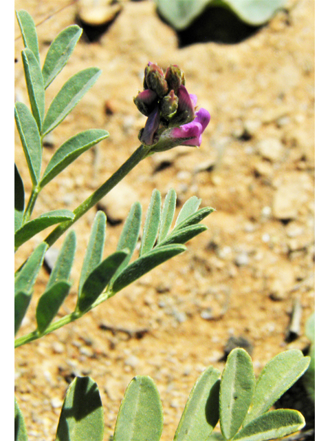 Astragalus tephrodes var. tephrodes (Ashen milkvetch) #86946