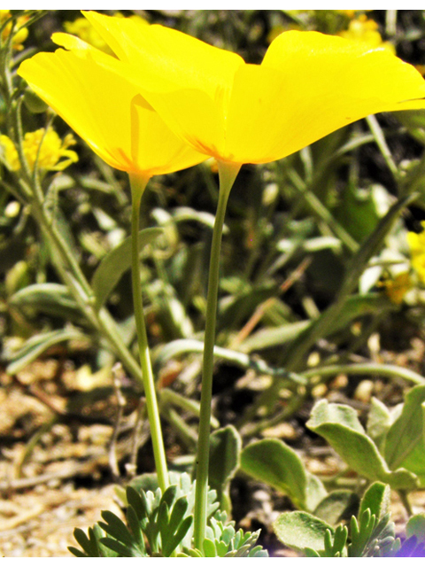 Eschscholzia californica ssp. mexicana (Mexican gold poppy) #86975