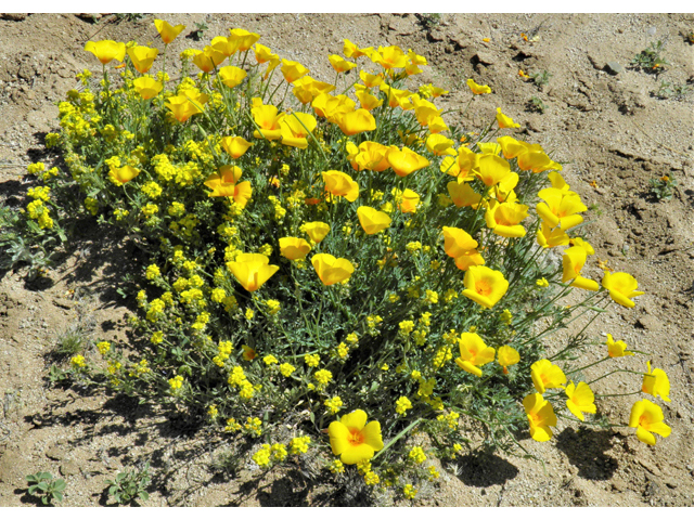 Eschscholzia californica ssp. mexicana (Mexican gold poppy) #86978