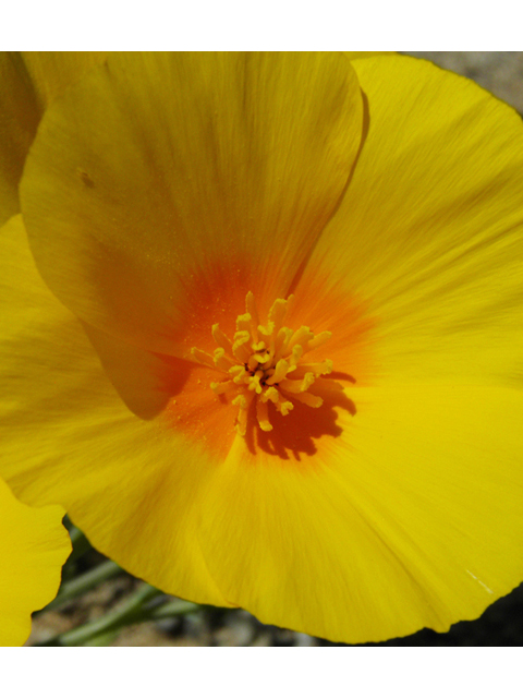 Eschscholzia californica ssp. mexicana (Mexican gold poppy) #86979