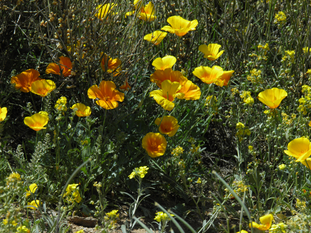 Eschscholzia californica ssp. mexicana (Mexican gold poppy) #86981