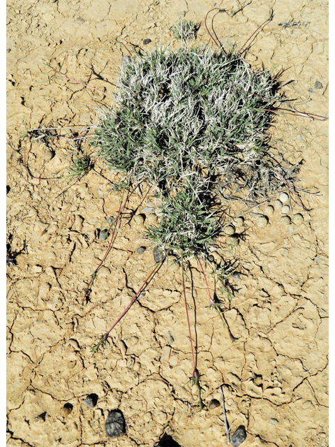 Hilaria belangeri (Curly mesquite grass) #86984