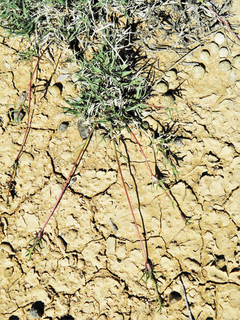 Hilaria belangeri (Curly mesquite grass) #86985