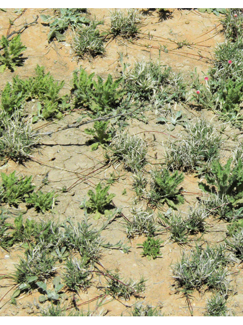 Hilaria belangeri (Curly mesquite grass) #86989