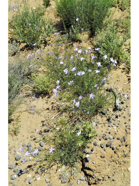 Ipomopsis longiflora (Flaxflowered ipomopsis) #87000