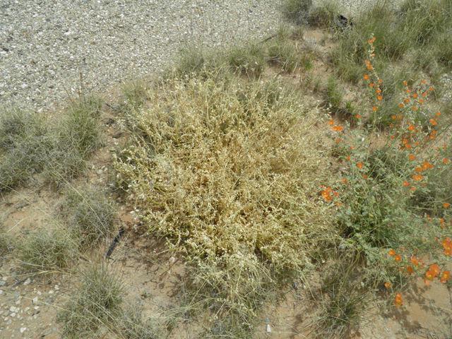 Astragalus tephrodes (Ashen milkvetch) #87115