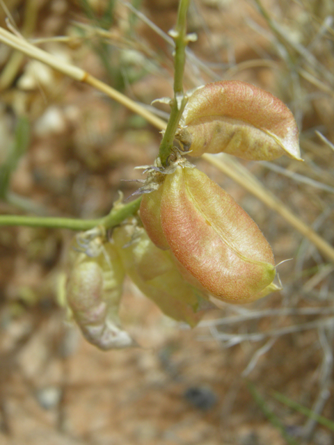 Astragalus tephrodes (Ashen milkvetch) #87116