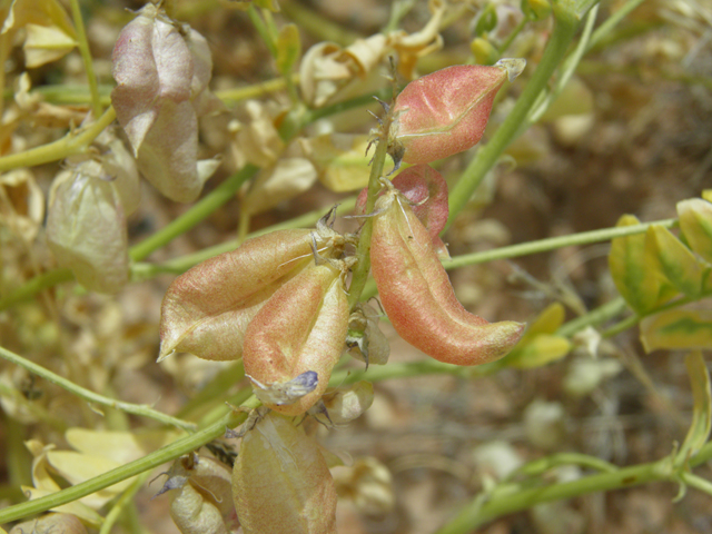 Astragalus tephrodes (Ashen milkvetch) #87117