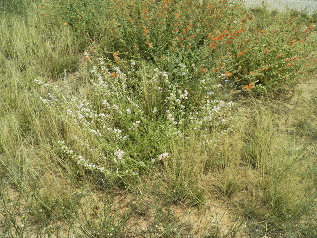 Sphaeralcea angustifolia (Narrowleaf globemallow) #87153