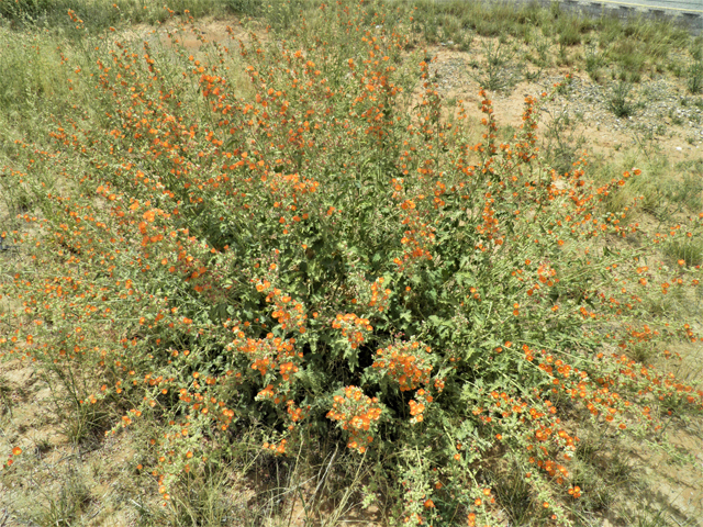 Sphaeralcea angustifolia (Narrowleaf globemallow) #87158