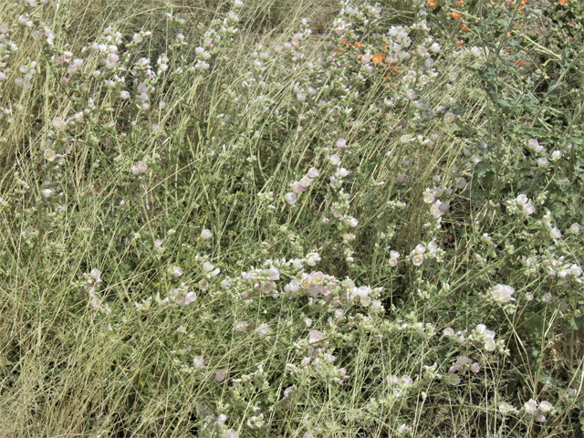 Sphaeralcea angustifolia (Narrowleaf globemallow) #87161