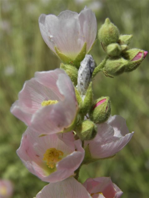 Sphaeralcea angustifolia (Narrowleaf globemallow) #87165
