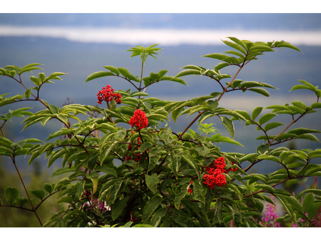 Sambucus racemosa (Red elderberry) #47454