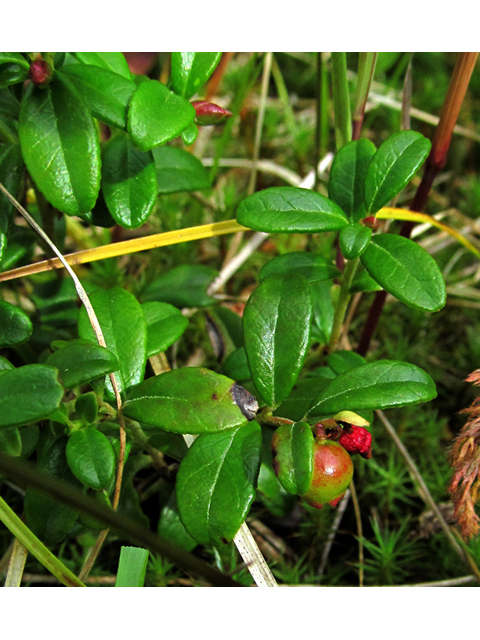 Vaccinium vitis-idaea (Lingonberry) #47466