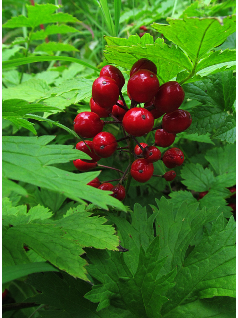 Actaea rubra (Red baneberry) #47474