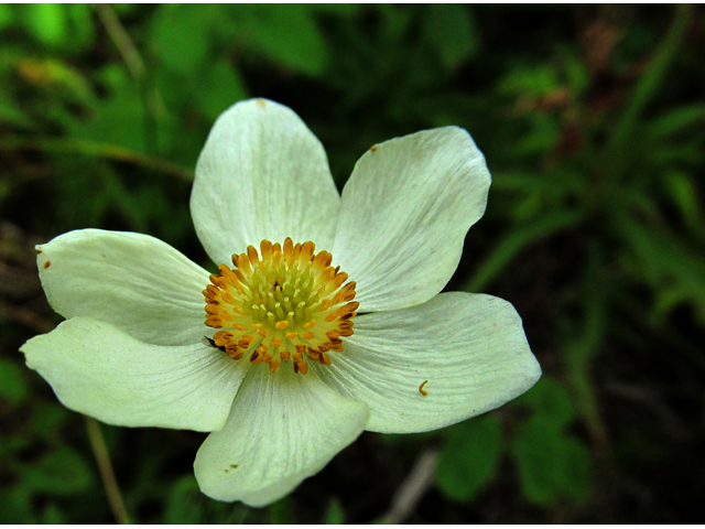 Anemone narcissiflora (Narcissus anemone) #47480