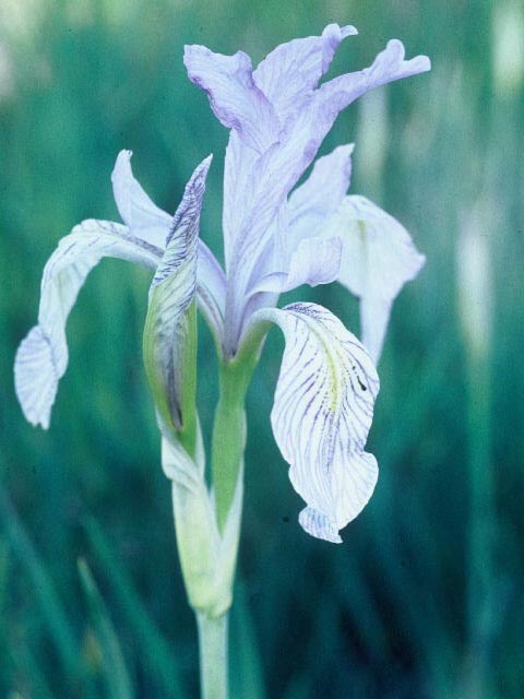 Iris missouriensis (Rocky mountain iris) #19902