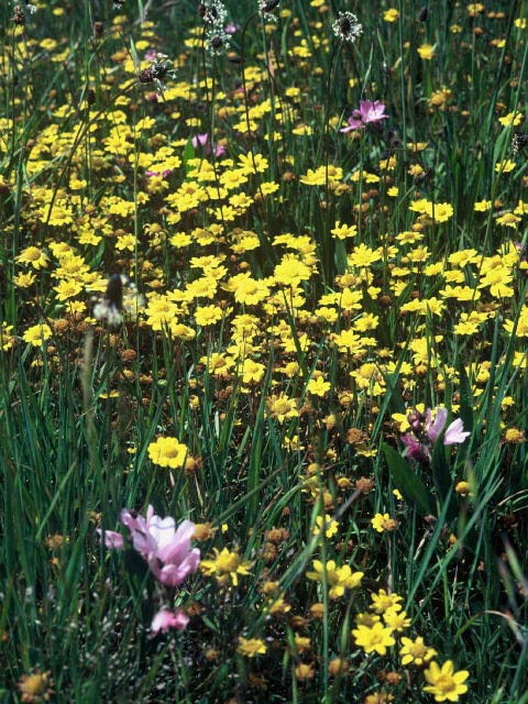 Lasthenia californica ssp. californica (California goldfields) #19903