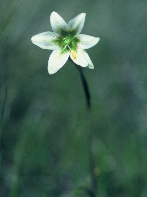 Fritillaria liliacea (Fragrant fritillary) #19905