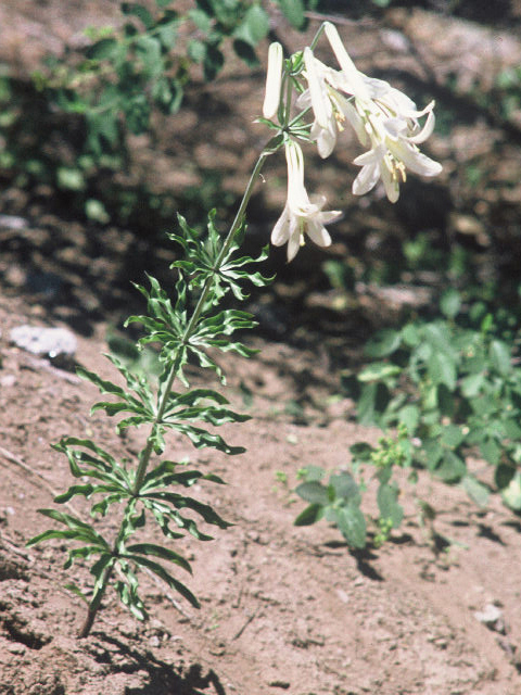 Lilium washingtonianum (Washington lily) #19910