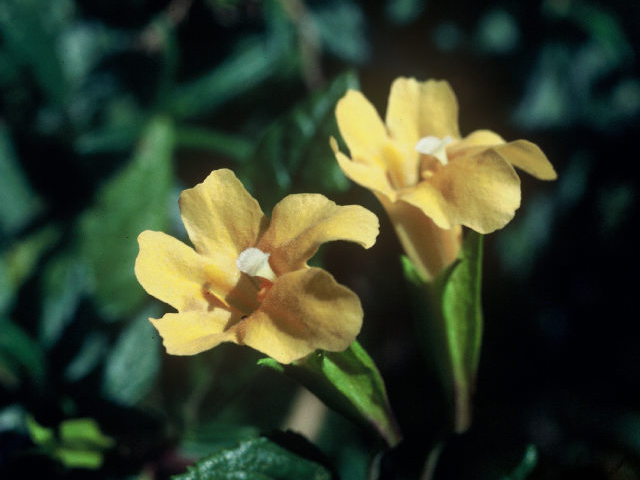 Diplacus aurantiacus ssp. aurantiacus (Orange bush monkeyflower) #19916