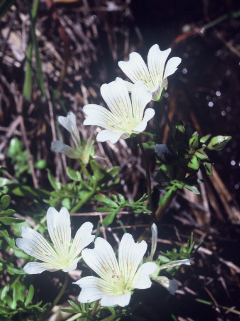 Limnanthes douglasii ssp. nivea (Douglas' meadowfoam) #19917